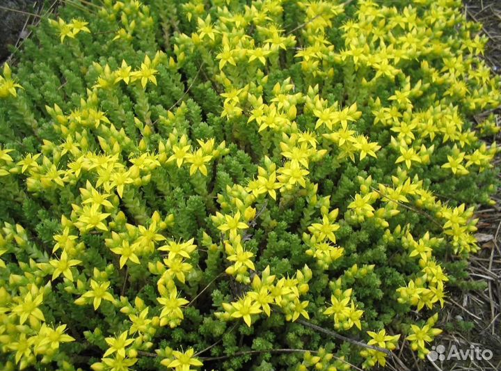 Многолетние цветы отростки