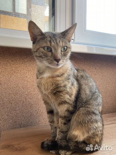 Кошечка в добрые руки