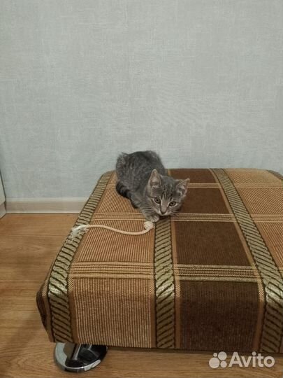 Кошка в дар бесплатно