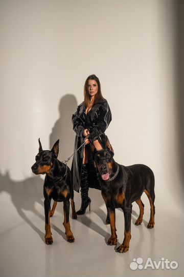 Фотосессия с доберманом 22 сентября
