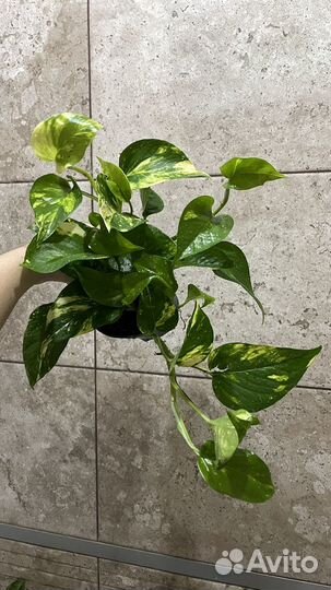 Сциндапсус экзотика марбл квин хеппи лиф