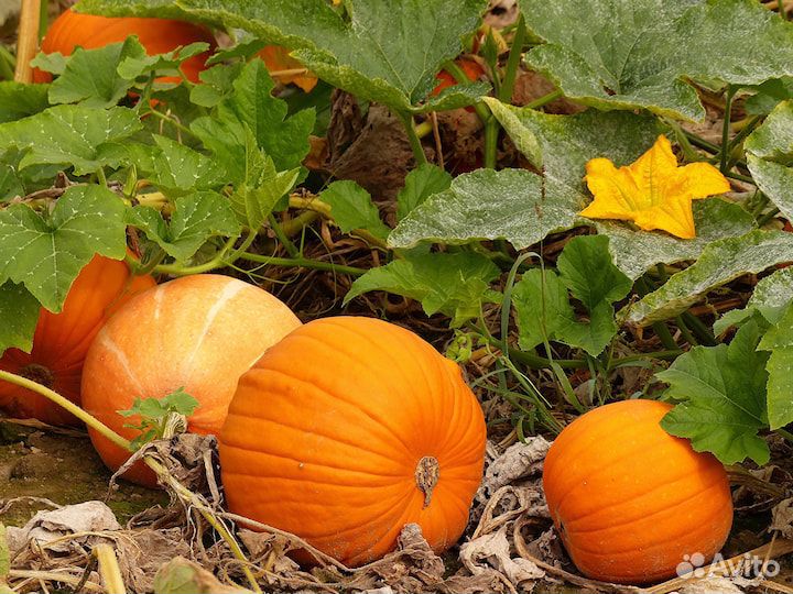 Излишки со своего огорода
