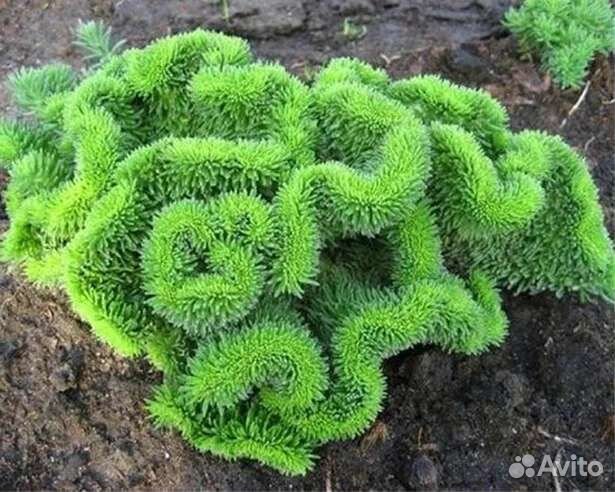 Осока Морроу ice dance и растения для альп. горки