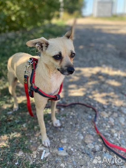 Маленькая собачка