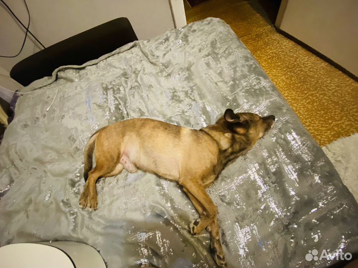 Случка собак