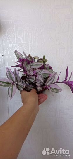 Традесканция нанук