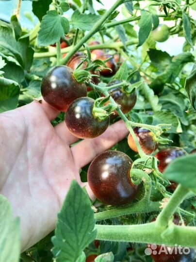 Семена томата Черника