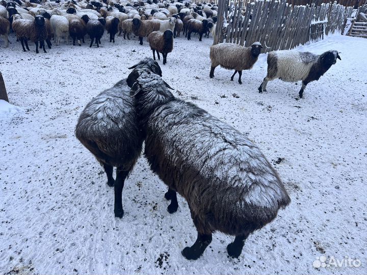 Бараны эдильбай