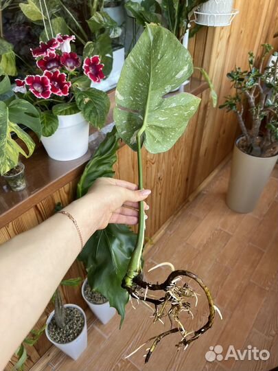 Монстера тайское созвездие