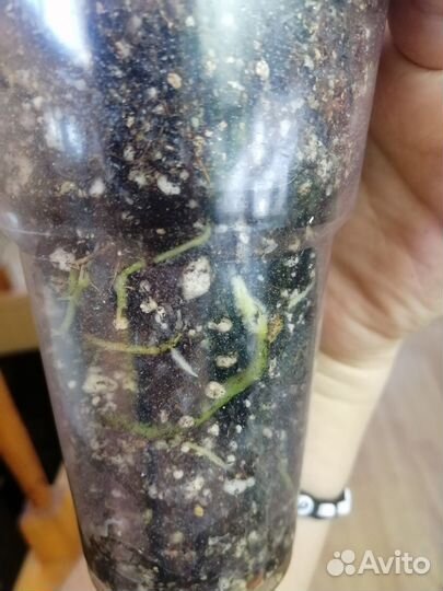 Филодендрон эванса вариегатный