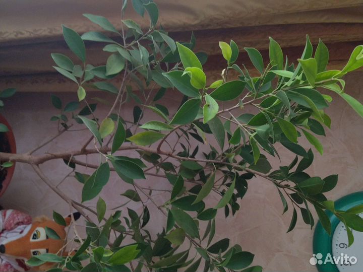 Лимонное дерево привитое