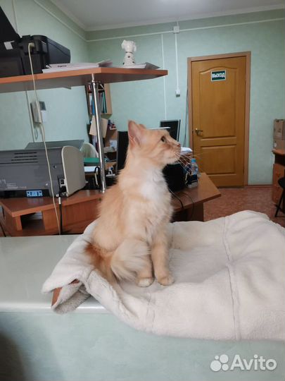 Кошечка в добрые руки