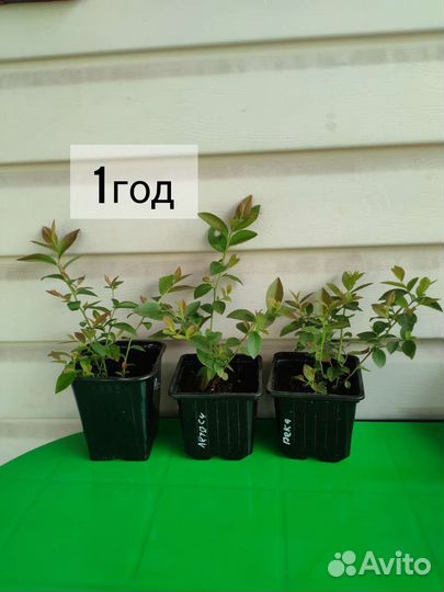 Голубика саженцы