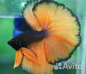 Рыба петушок