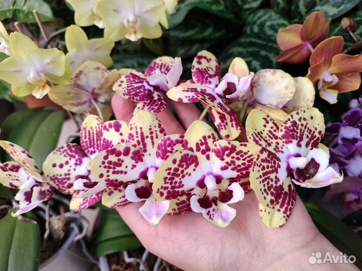 Орхидея 