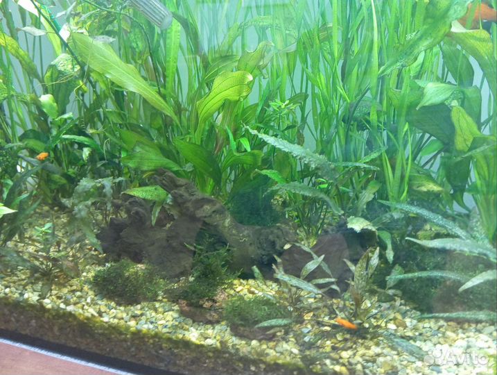 Аквариум