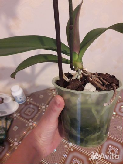 Комнатные растения