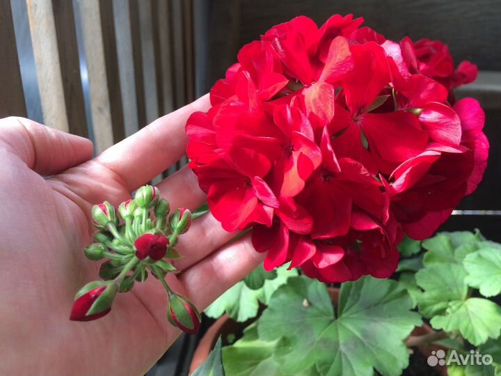 Герань пеларгония Calliope Dark Red