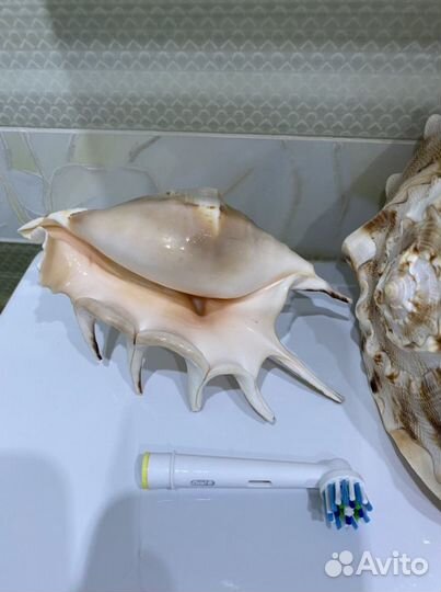 Морские ракушки раковины