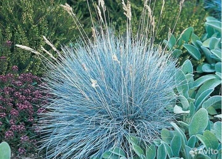 Овсяница сизая