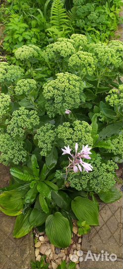 Растения для сада обмен