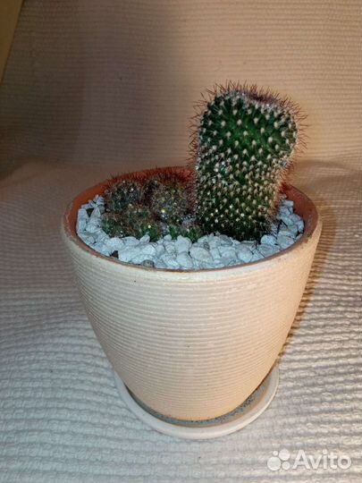 Композиция из кактусов маммиллярий