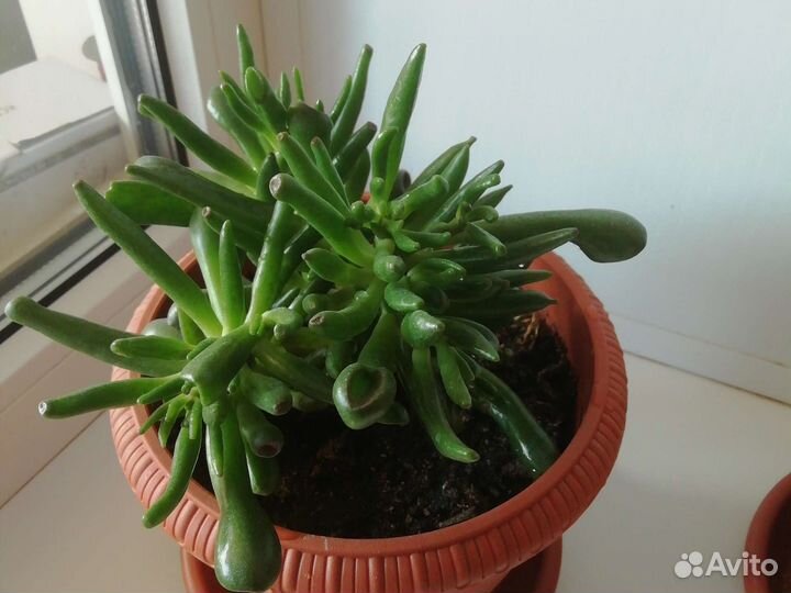 Крассула хоббит