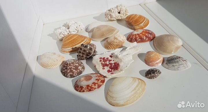 Ракушки и кораллы для аквариума