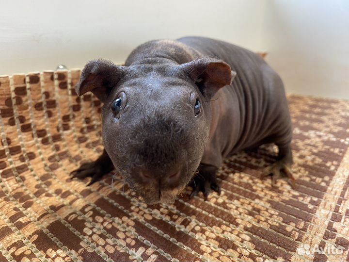 Морская свинка скинни взрослая