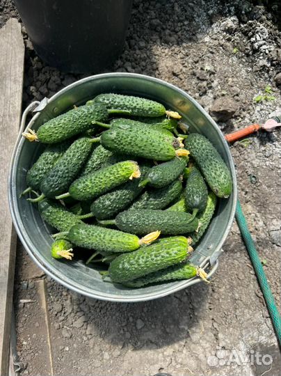 Семена Проф. огурца SV4097 F1