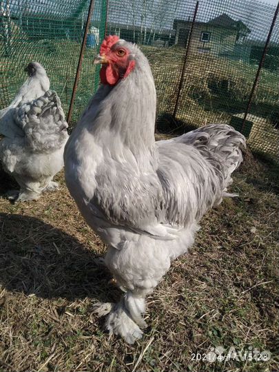 Брама Лаванда цыплята цесарята