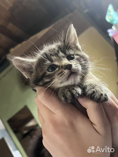 Котенок в добрые руки
