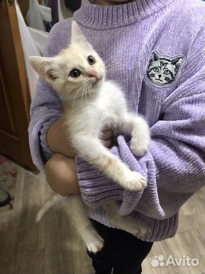 Кот котенок с приданным