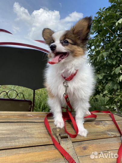 Папильон мальчик