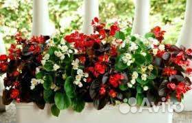 Рассада вечноцветущей бегонии