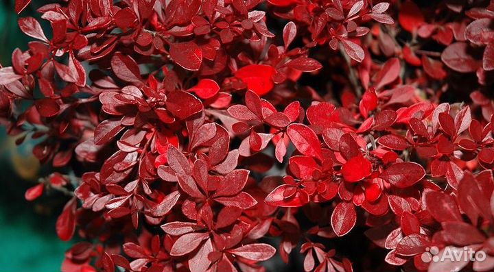 Саженцы Барбарис в горшках (разный)