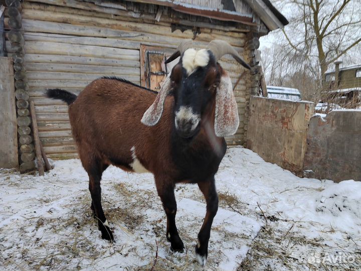 Нубийский козел