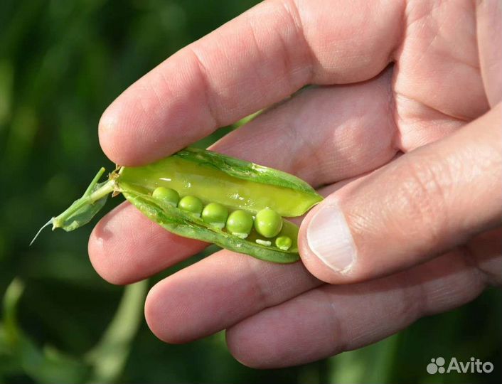 Горох болдор