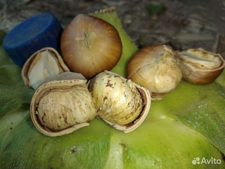 Орех фундук Трапезунд саженец