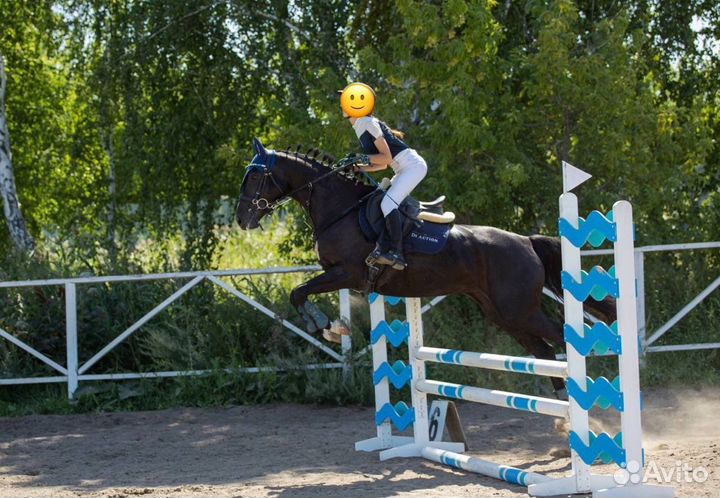 Спортивная лошадь