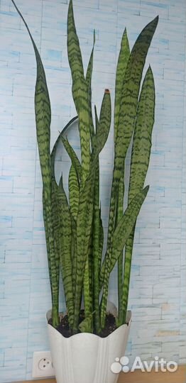 Продам сансевиерию (тещин язык)