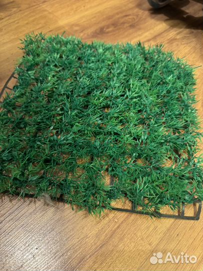 Аквариумное растение, диорама