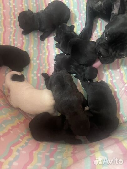 Щенки французкого бульдога