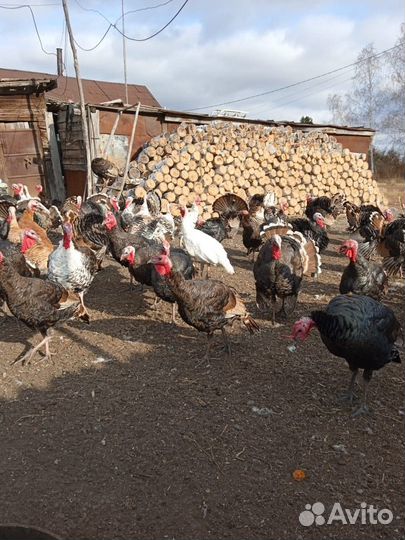 Индюки домашние