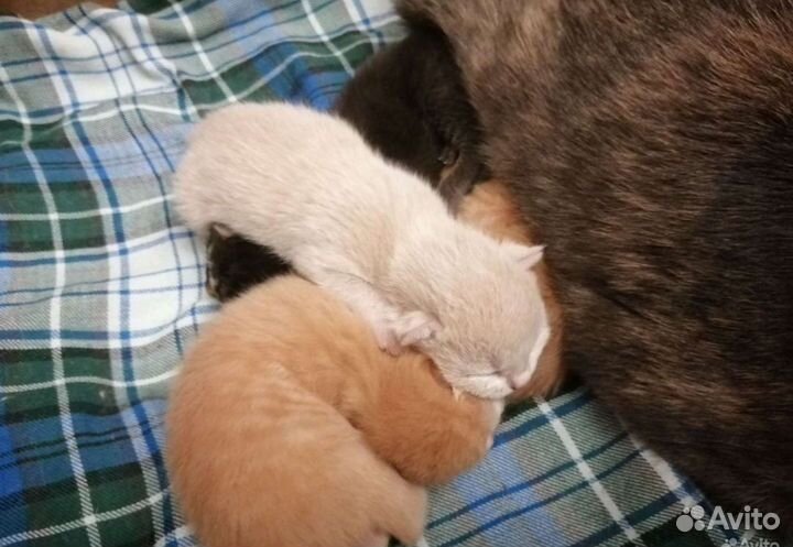 Котятки в дар