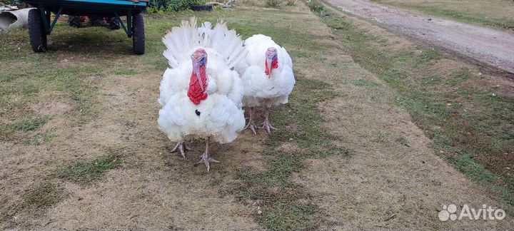 Мясо индюка