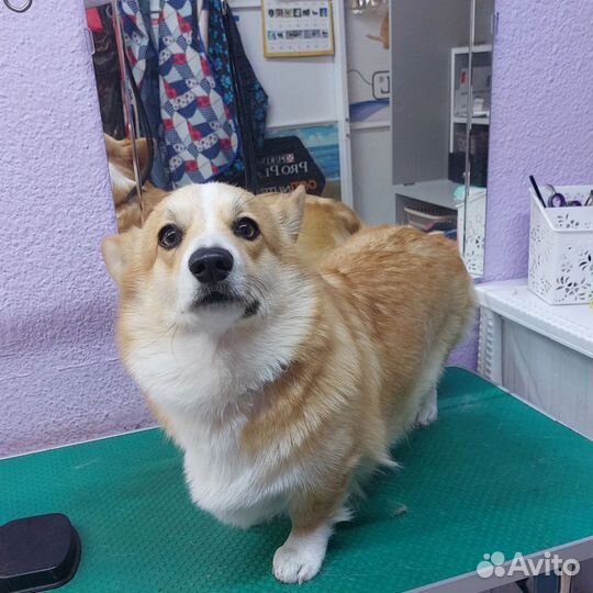 Стрижка собак и кошек