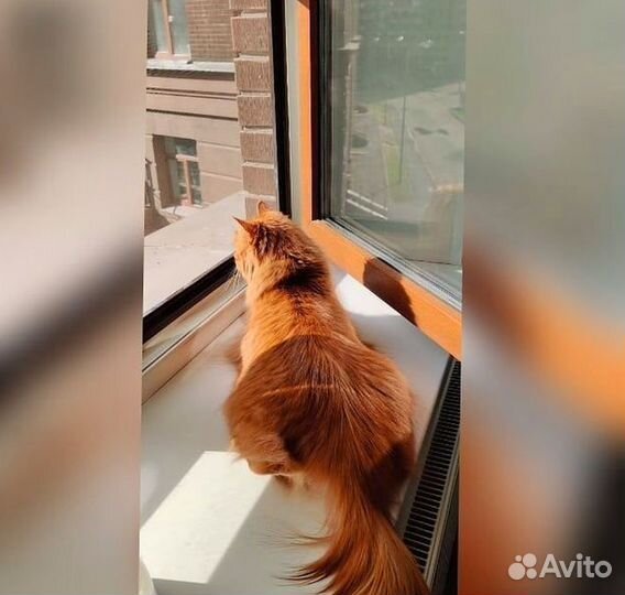 Москитная сетка Антикошка