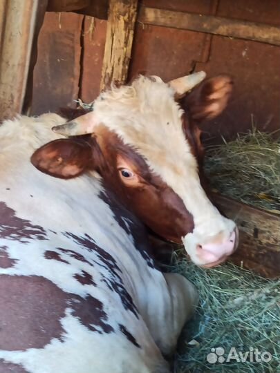 Быки на мясо