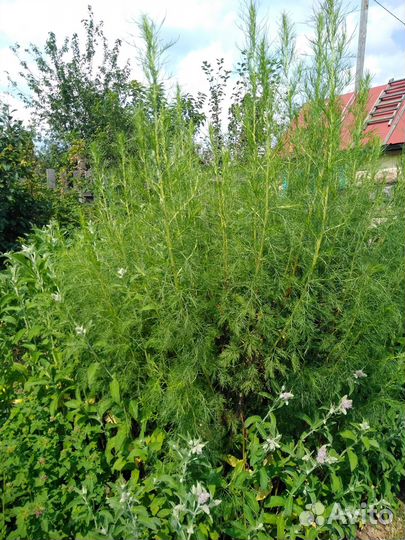 Полынное дерево